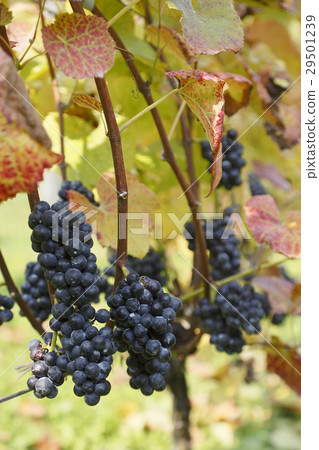 Grapes Grapes 29501239