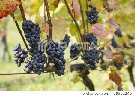 Grapes Grapes 29501240