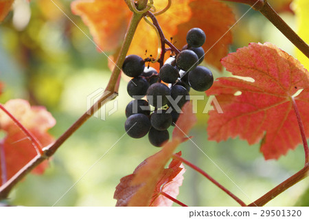 山葡萄 29501320