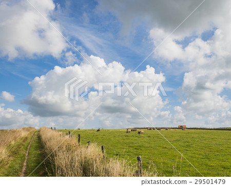 Hiking Path with Sheep and House Hiking Path with Sheep and House 29501479