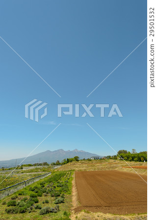 Rural landscape Rural landscape 29501532