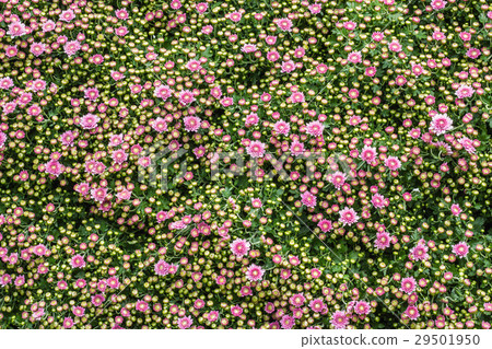 all zinnia flower in garden 29501950