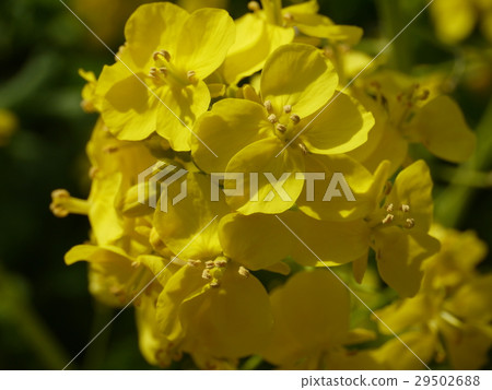 強姦花④起來 強姦花④起來 29502688