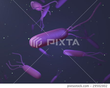 Helicobacter pylori 29502802