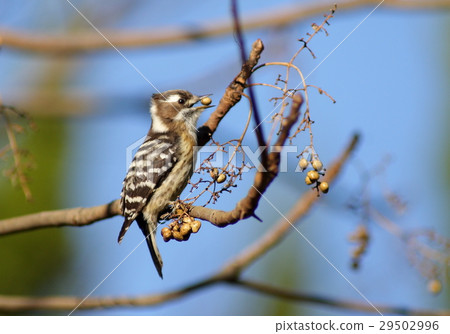 Kogera Kogera 29502996