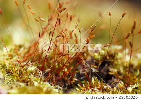 moss spores close up 29503026