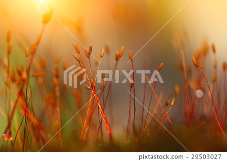 moss spores close up 29503027