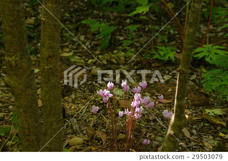 Cyclamen 29503079