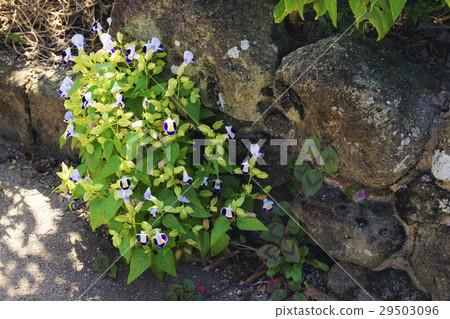 Torenia Torenia 29503096