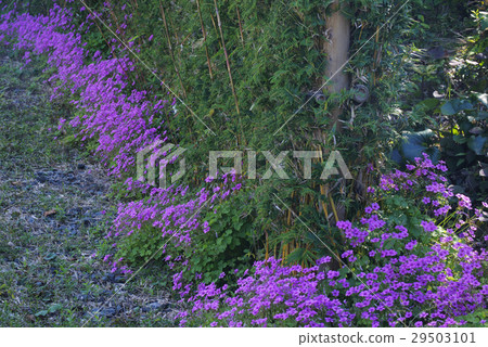 酢漿articulata 酢漿articulata 29503101