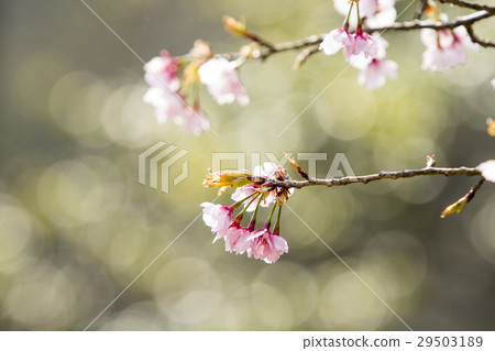 櫻桃樹 29503189