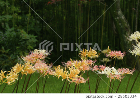 Cluster amaryllis Cluster amaryllis 29503334