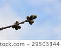 櫻桃芽 29503344