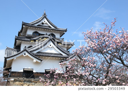 Plum of Hikone Castle 29503349