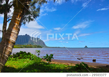 Landscape on the east coast of Hawaii Landscape on the east coast of Hawaii 29503377