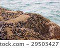 Black mussel on the rock 29503427