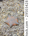 Die starfish on the rock 29503428