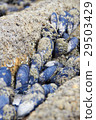 Black mussel on the rock 29503429