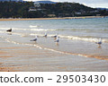 Five black billed gull & shore bird on the beach 29503430