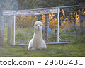 Alpaca is sitting and looking at the camera 29503431