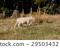 Sheep walking on nature green meadow 29503432