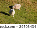 Sheep looking at the camera on nature green meadow 29503434