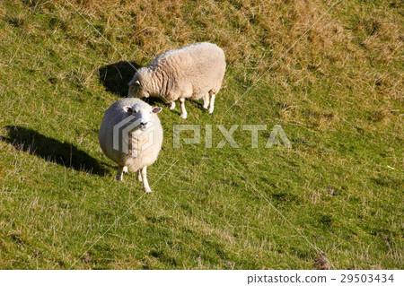 Sheep looking at the camera on nature green meadow Sheep looking at the camera on nature green meadow 29503434