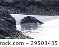 Sea lion sleeping on the beach 29503435