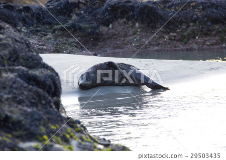 Sea lion sleeping on the beach Sea lion sleeping on the beach 29503435
