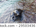 Sea lion looking at the camera 29503436