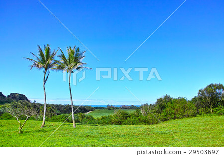 Prairie and palm tree Prairie and palm tree 29503697