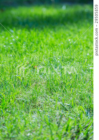 Green spring or summer grass background Green spring or summer grass background 29505859
