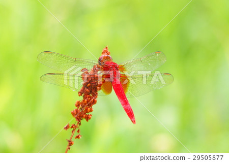 Shoujo dragonfly (male) Shoujo dragonfly (male) 29505877