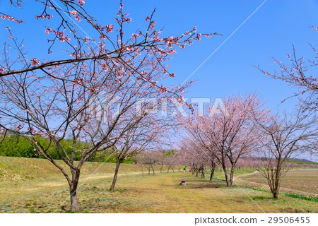 Azumi Cold Sakura Namiki Hanami埼玉縣坂戶市d Azumi Cold Sakura Namiki Hanami埼玉縣坂戶市d 29506455