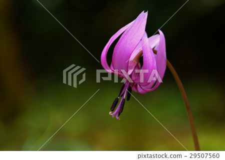 Temporary flowers 29507560