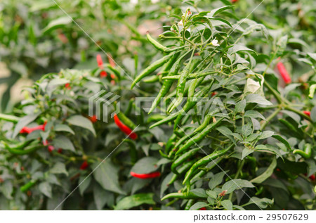 Red chili peppers on the tree in garden. Red chili peppers on the tree in garden. 29507629