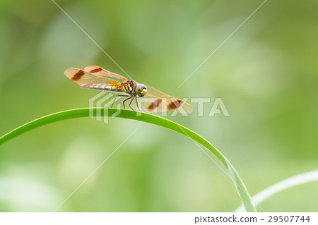 Kokufitombo (female · ovitonbo type) Kokufitombo (female · ovitonbo type) 29507744