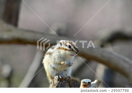 Chipmunk on the tree Chipmunk on the tree 29507798