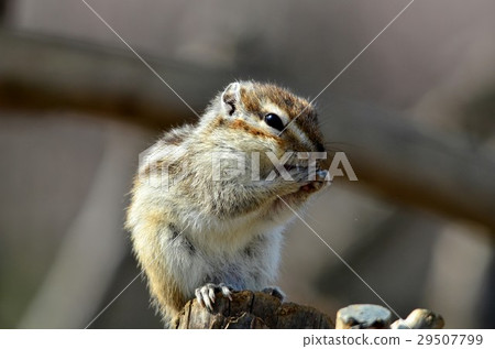 Chipmunk on the tree Chipmunk on the tree 29507799