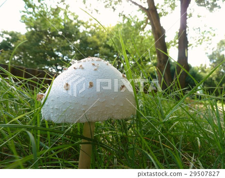 mushroom mushroom 29507827