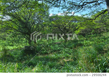 夏威夷森林 29508244