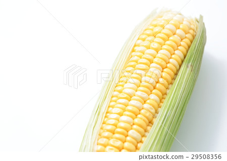 Corn 29508356