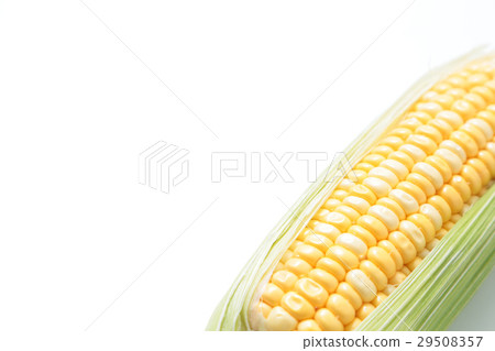 Corn Corn 29508357