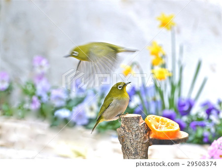 White-eye came to the feeding platform White-eye came to the feeding platform 29508374