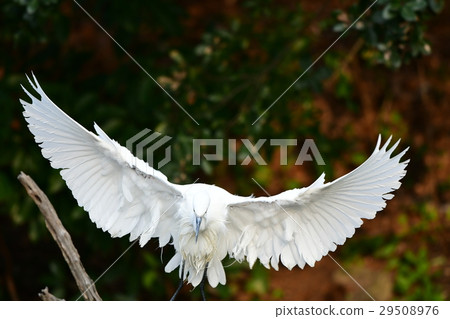 Flight of the bunny c3 29508976