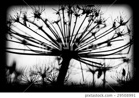 Sosnowskyi flowers, black and white silhouette Sosnowskyi flowers, black and white silhouette 29508991