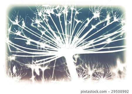 Dark dry Heracleum flowers, inverse style Dark dry Heracleum flowers, inverse style 29508992