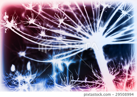 Dark dry Heracleum flowers, inverse stylized photo Dark dry Heracleum flowers, inverse stylized photo 29508994