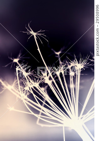 Dark dry Heracleum sosnowskyi flower, inverse Dark dry Heracleum sosnowskyi flower, inverse 29508996