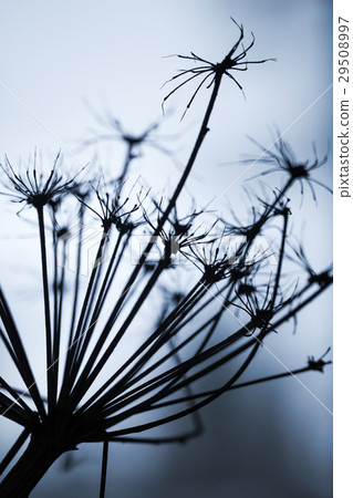 Dark dry Heracleum sosnowskyi flower, silhouette 29508997